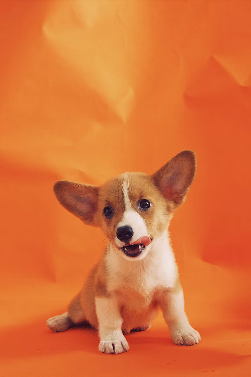 Frisbee para Cães